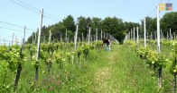 Weingut Hannes Sabathi